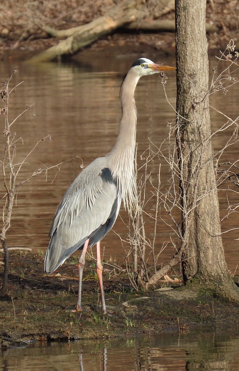 Great Blue Heron - ML145858321