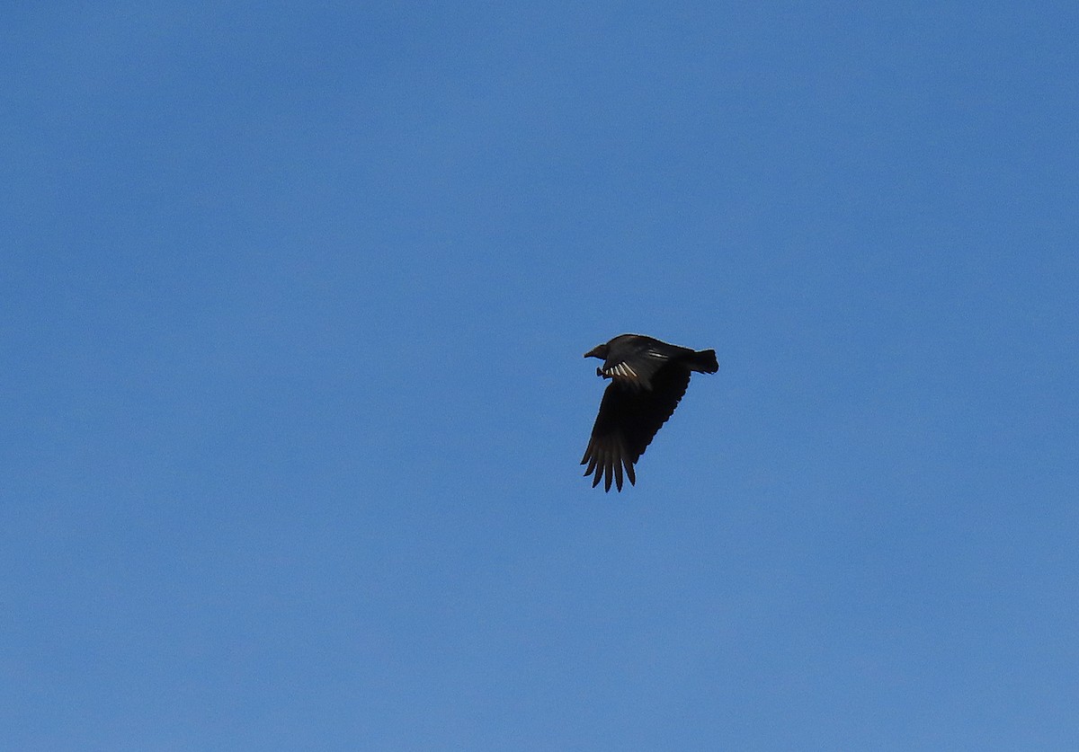 Black Vulture - ML145858351