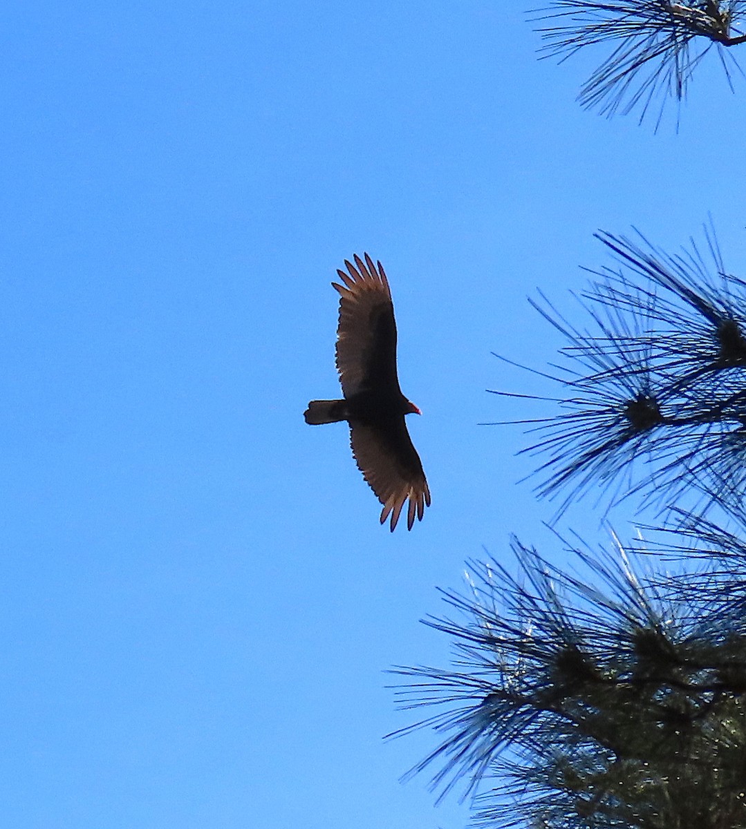 Turkey Vulture - ML145858361