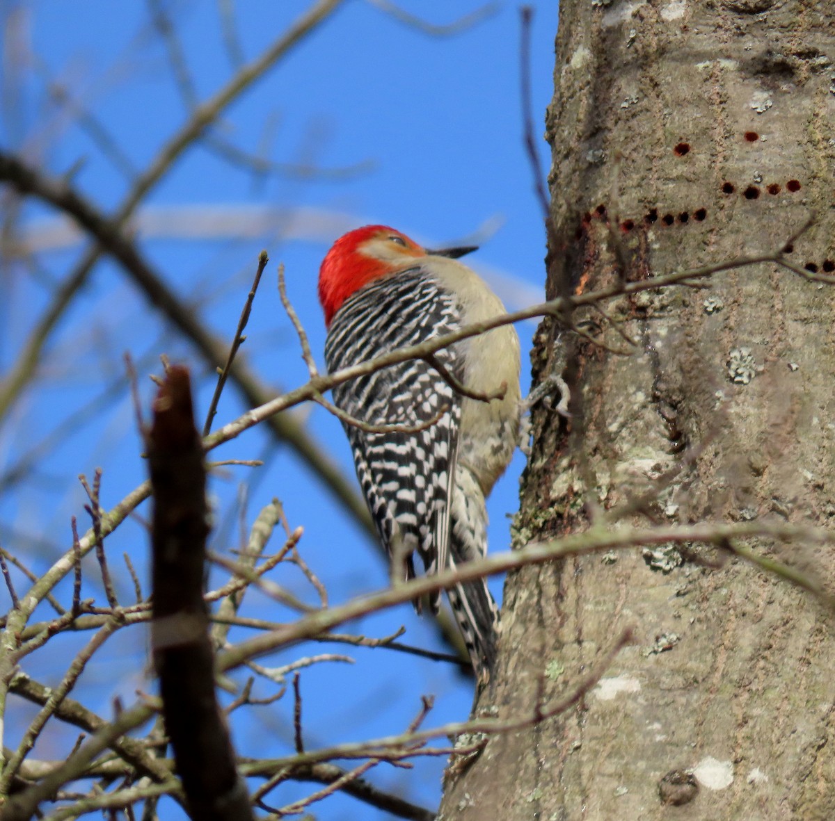 Red-bellied Woodpecker - ML145858541