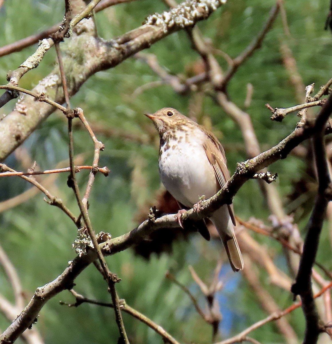 Hermit Thrush - ML145858861
