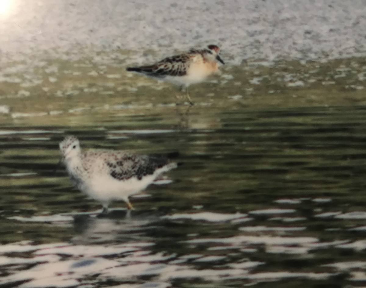 Sharp-tailed Sandpiper - ML145859511