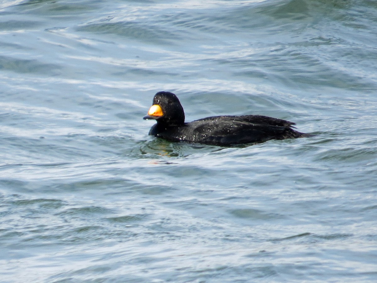 Black Scoter - ML145860821