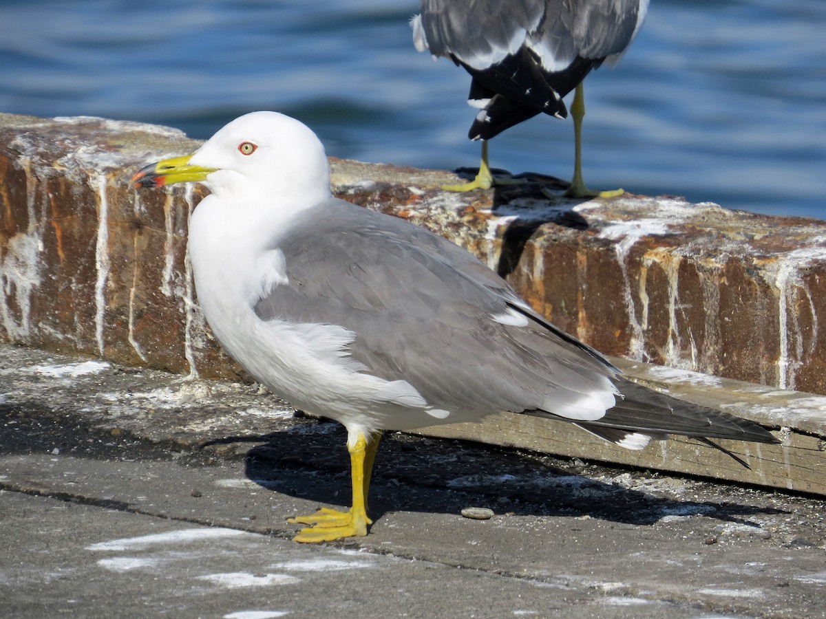 Black-tailed Gull - Brian Daniels