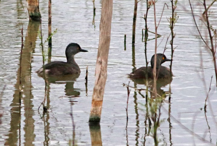 Least Grebe - ML145861411