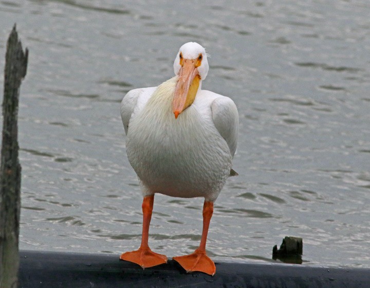 pelikán severoamerický - ML145861581
