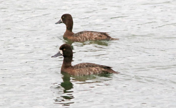 Lesser Scaup - ML145861631