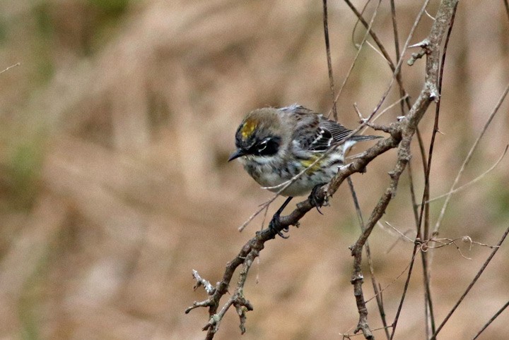 Yellow-rumped Warbler (Myrtle) - ML145861831