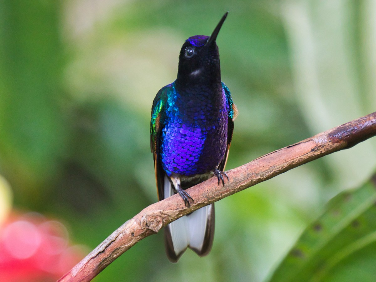 Velvet-purple Coronet - ML145863221