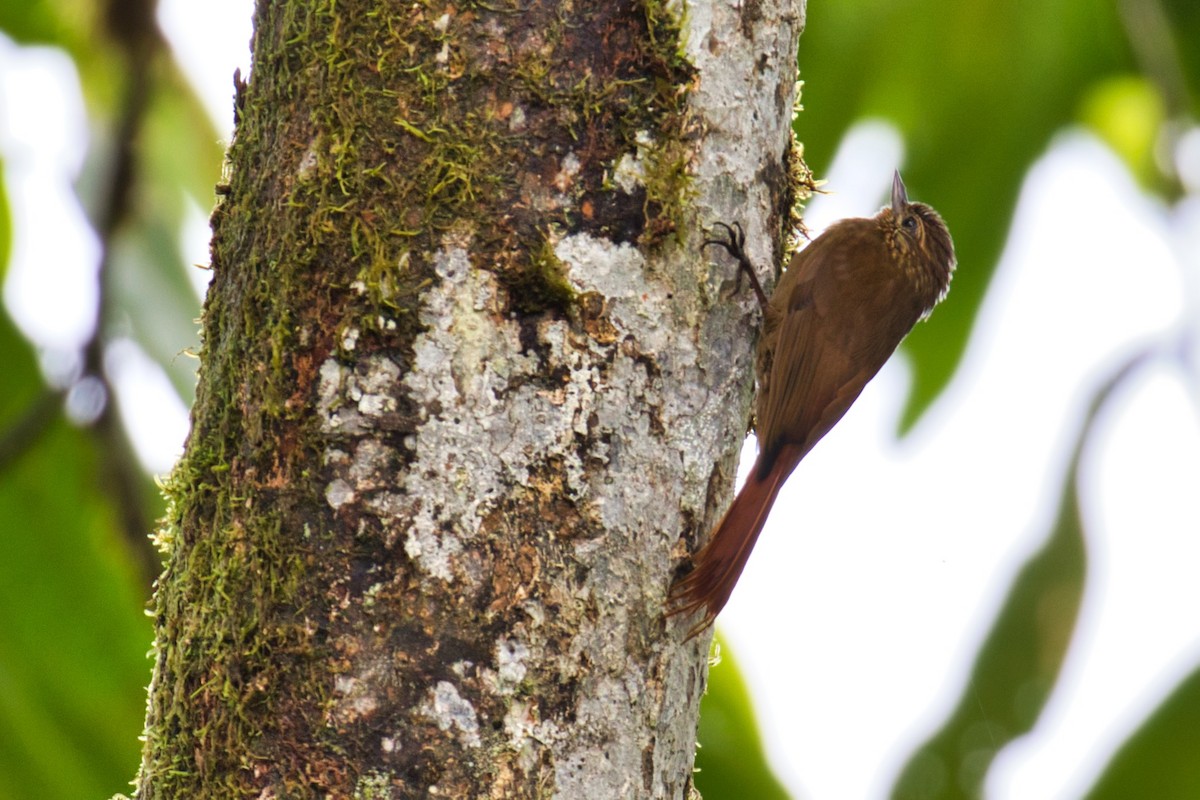 Wedge-billed Woodcreeper - ML145863501