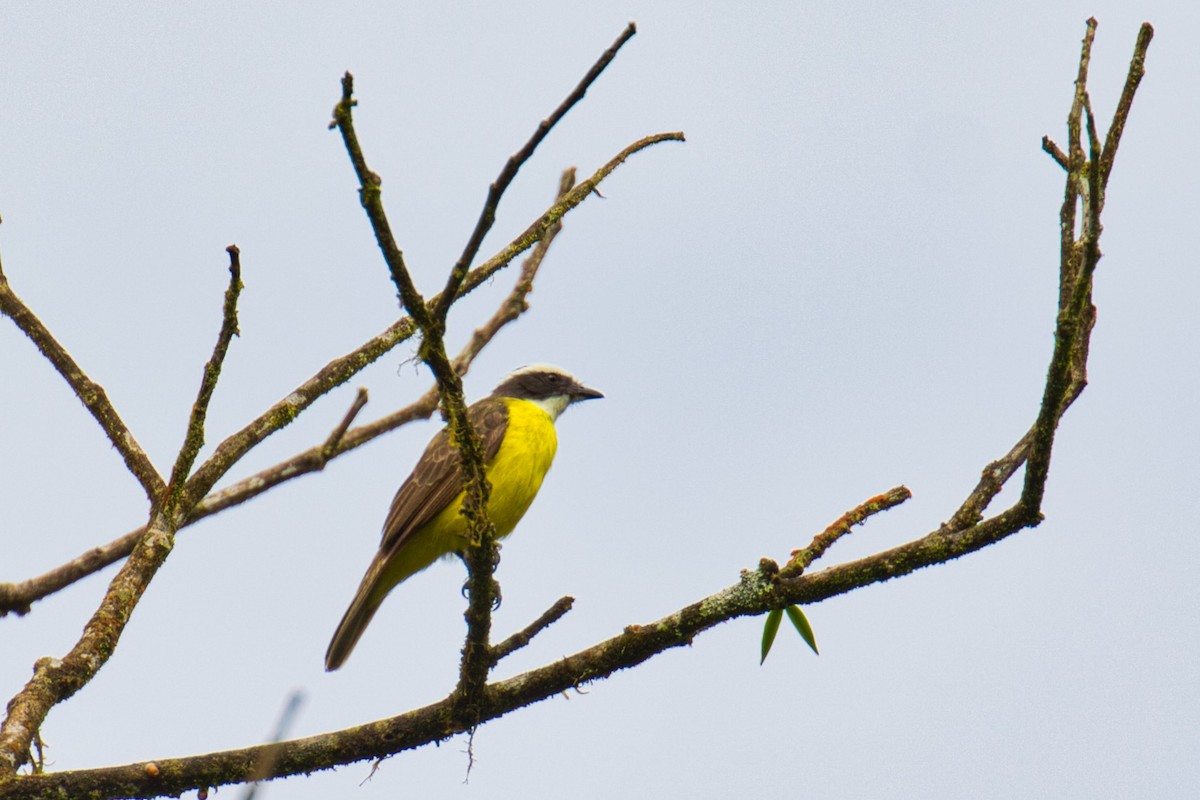 Rusty-margined Flycatcher - ML145863681