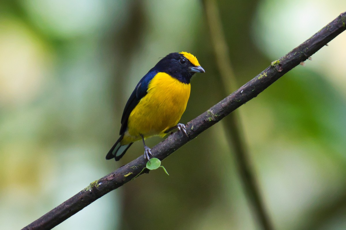 Orange-bellied Euphonia - ML145863721