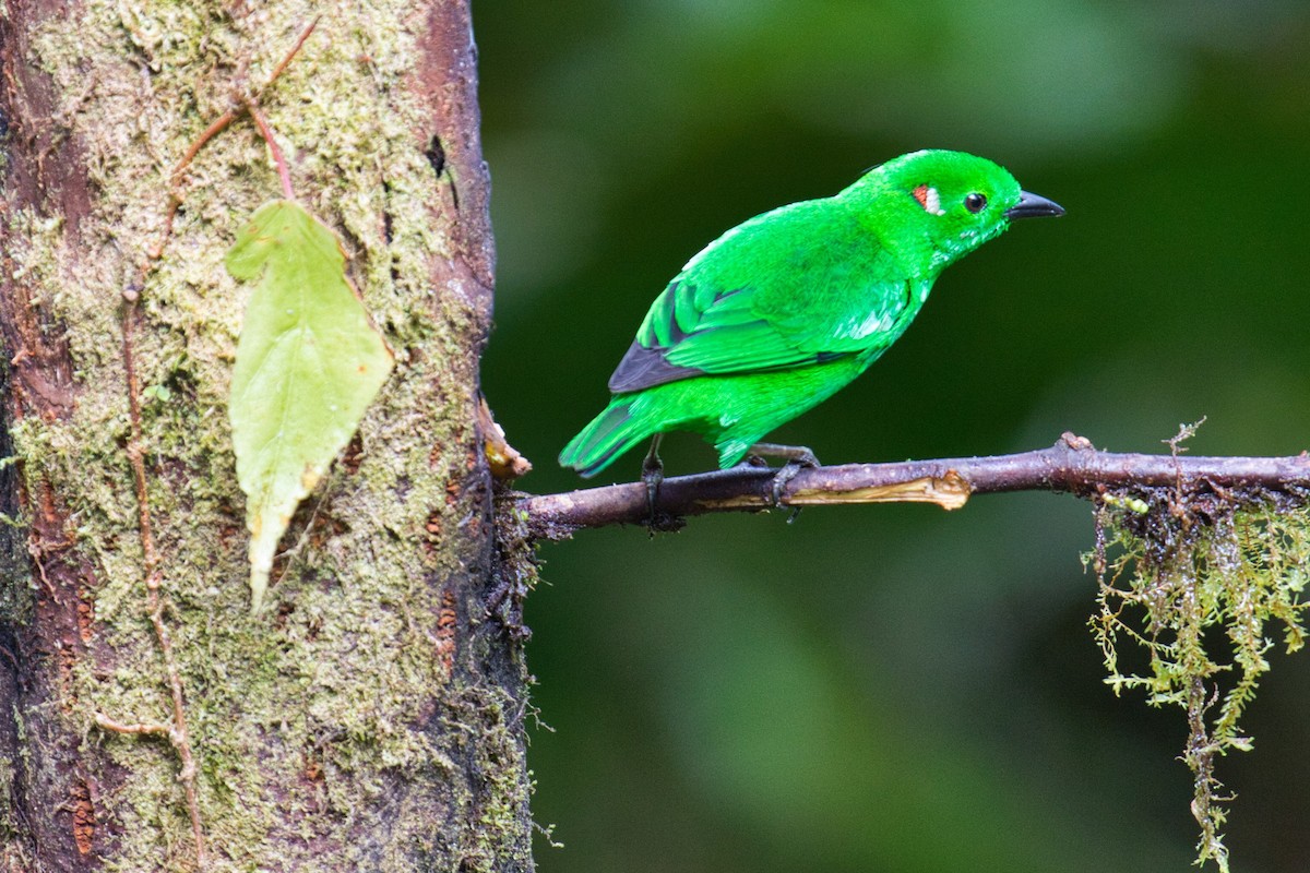 Glistening-green Tanager - ML145863841