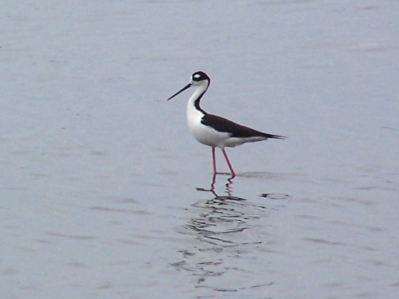 Black-necked Stilt - ML145864821