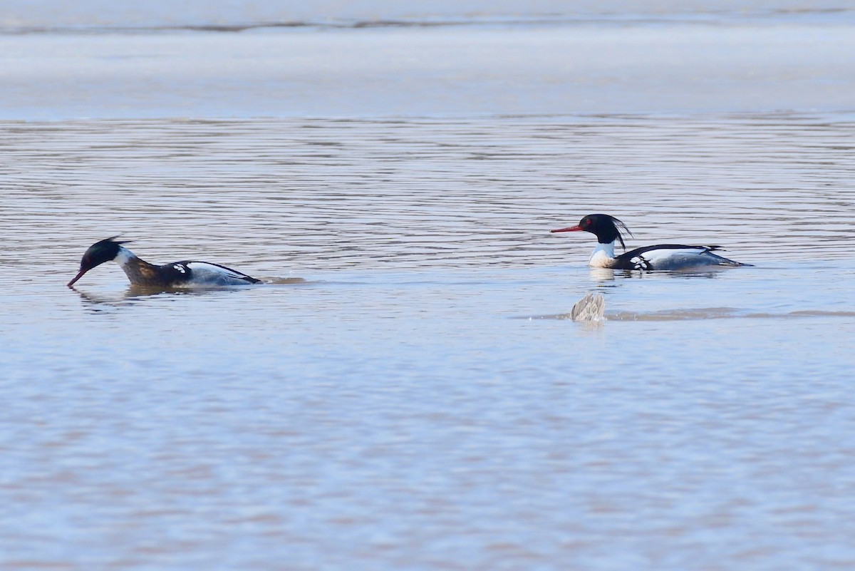 Red-breasted Merganser - ML145865081