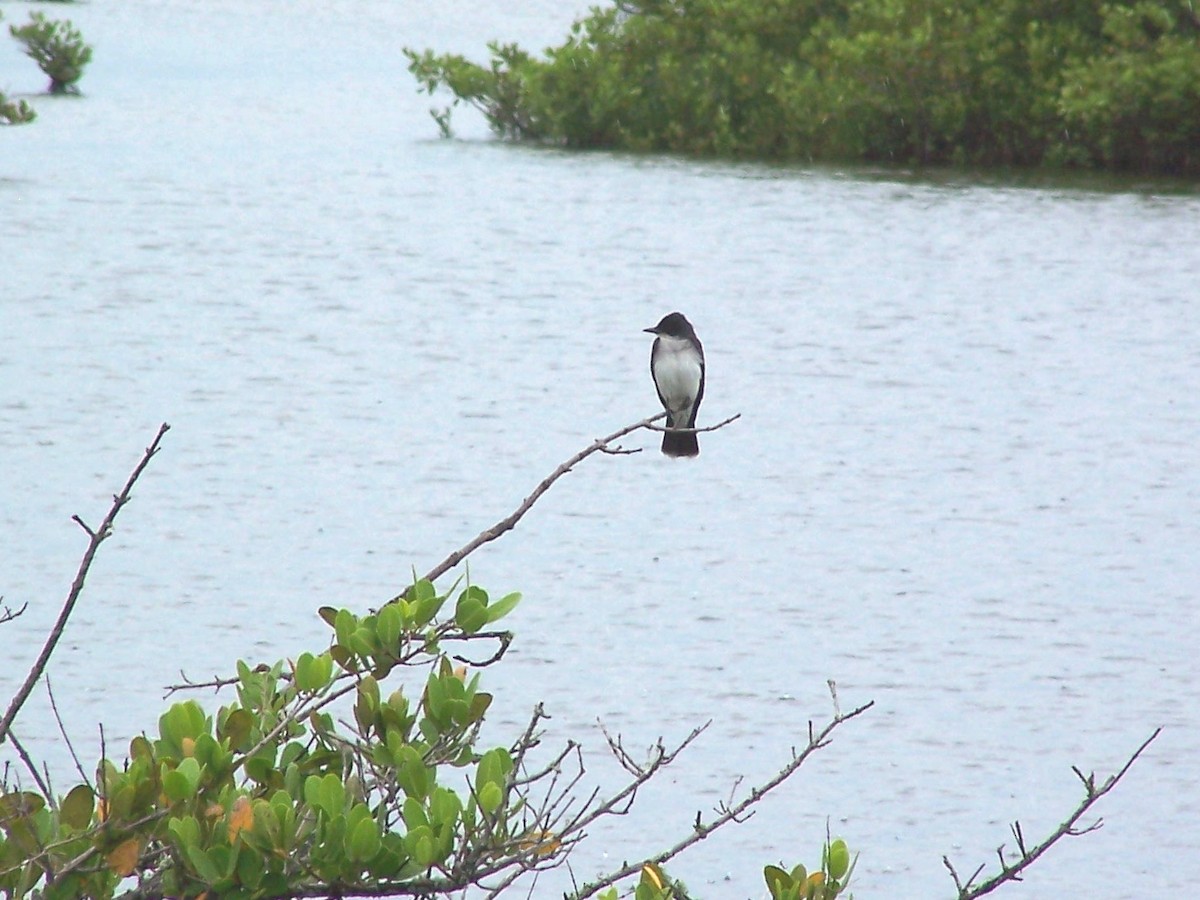 Eastern Kingbird - ML145865331