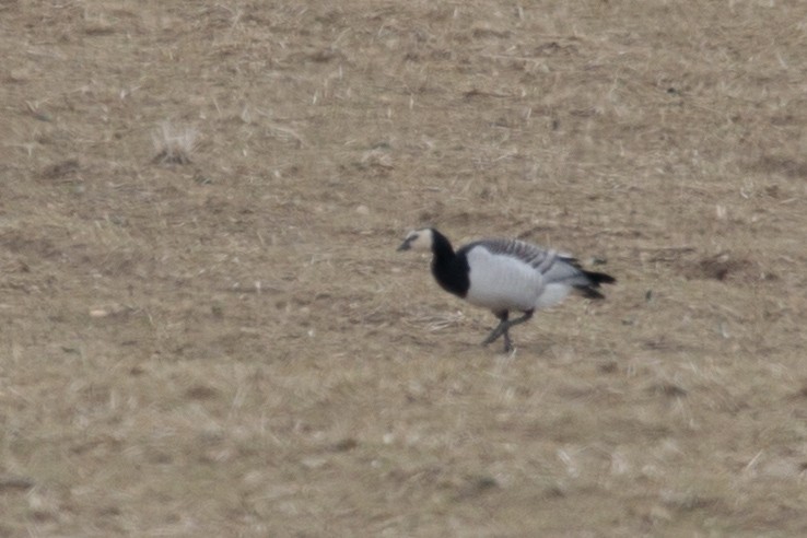 Barnacle Goose - ML145865491