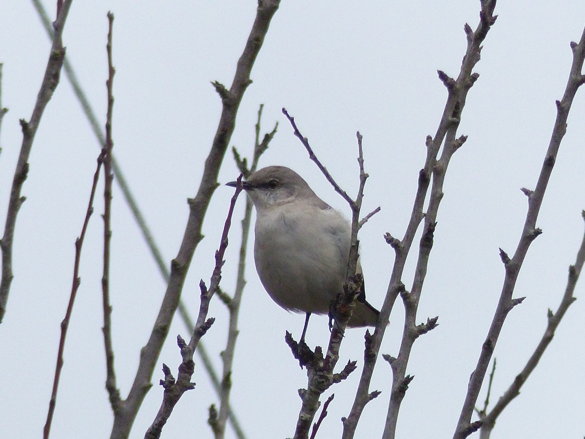 Northern Mockingbird - ML145865661