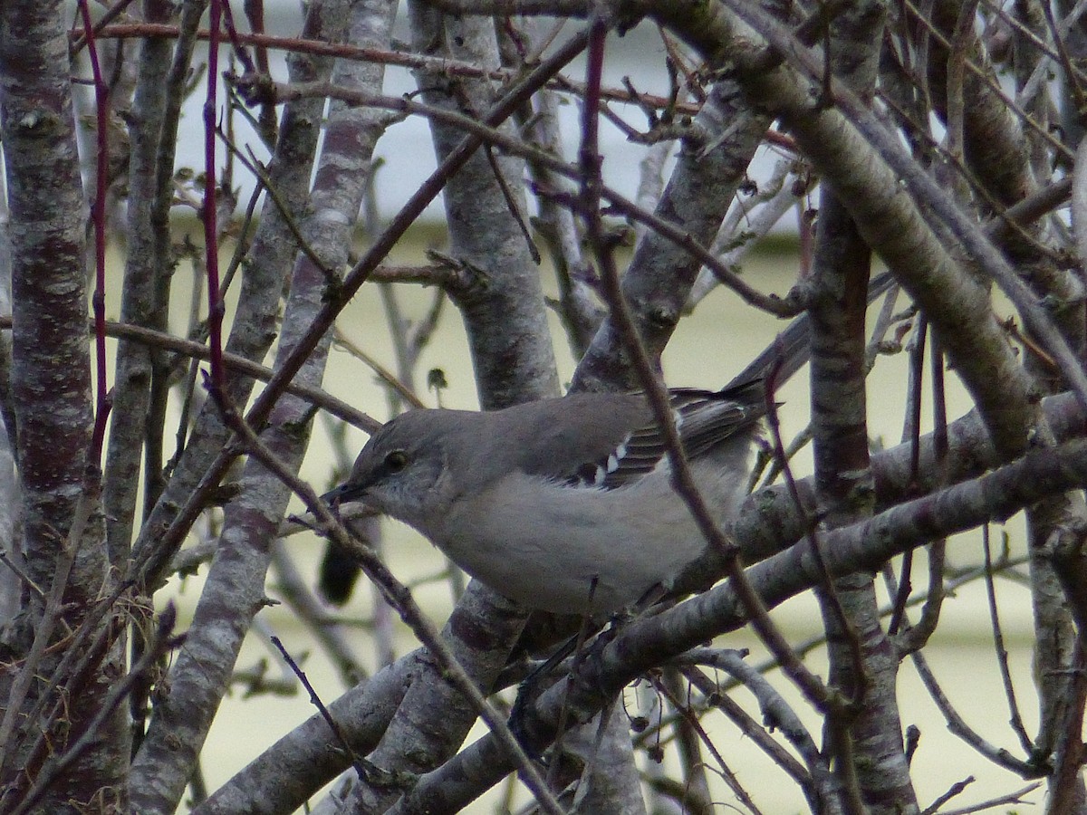 Northern Mockingbird - ML145865691