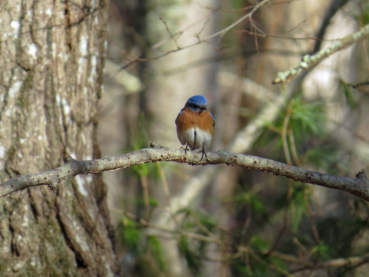 Eastern Bluebird - ML145866761