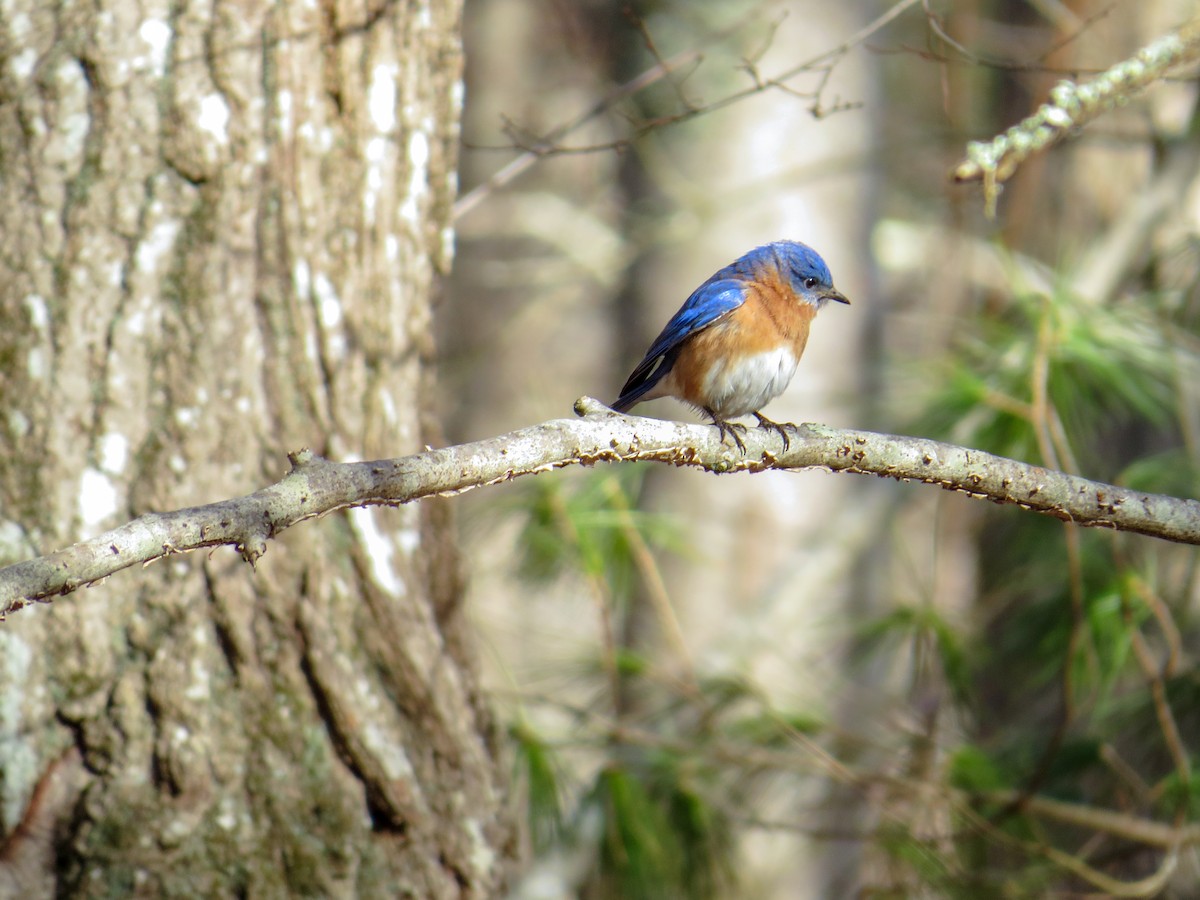 Eastern Bluebird - ML145866771