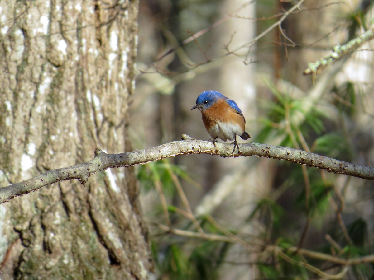 Eastern Bluebird - ML145866781