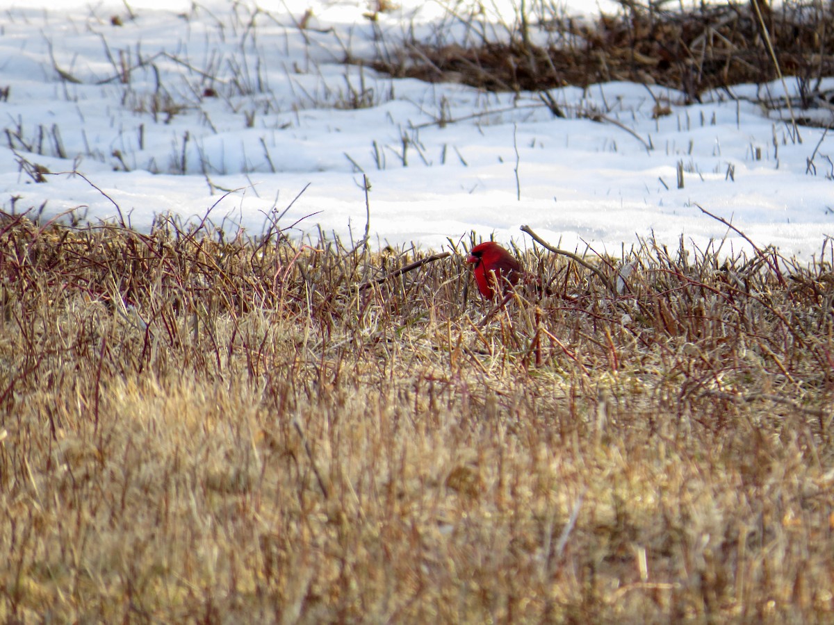 Northern Cardinal - ML145866971