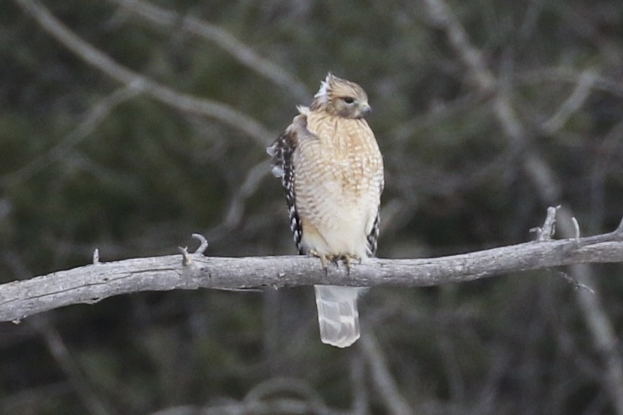 Red-shouldered Hawk - ML145870411