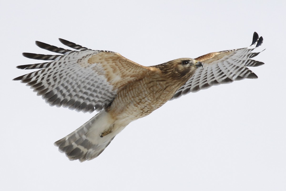 Red-shouldered Hawk - ML145870441