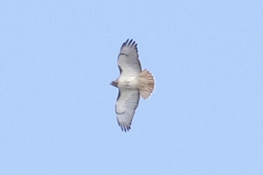 Red-tailed Hawk - ML145870771