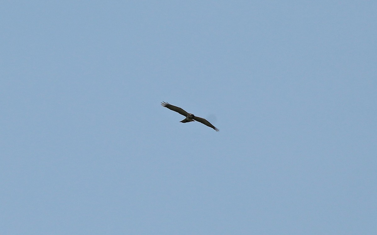 Black-chested Snake-Eagle - ML145870891