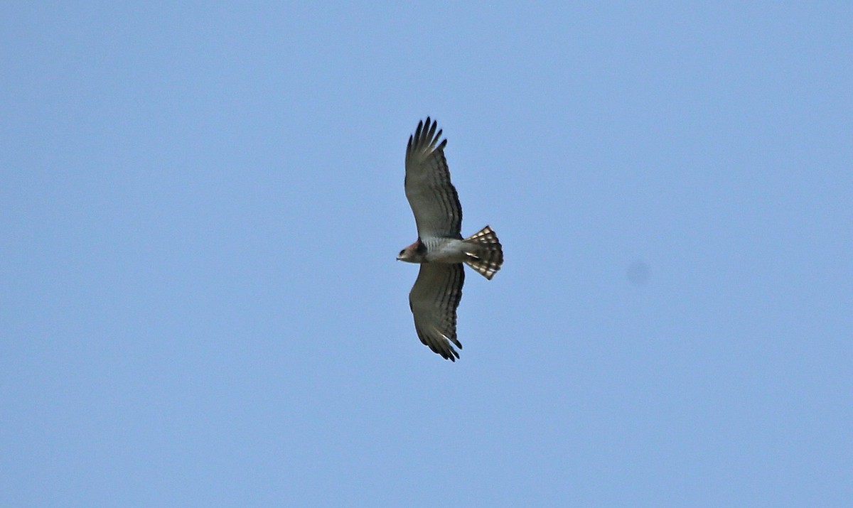 Black-chested Snake-Eagle - ML145870971