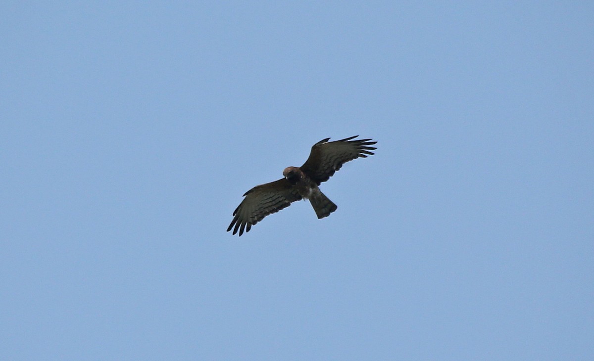 Black-chested Snake-Eagle - ML145871011