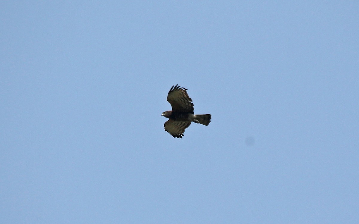 Black-chested Snake-Eagle - ML145871081