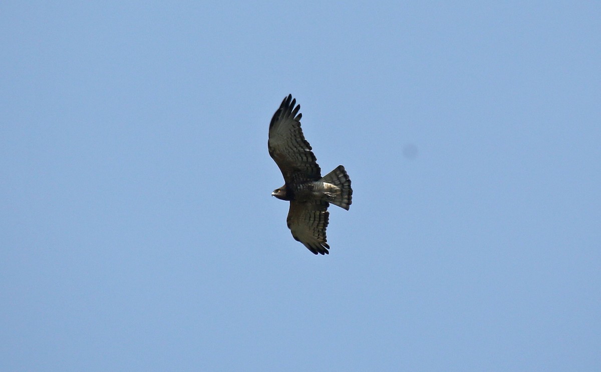 Black-chested Snake-Eagle - Paul Chapman