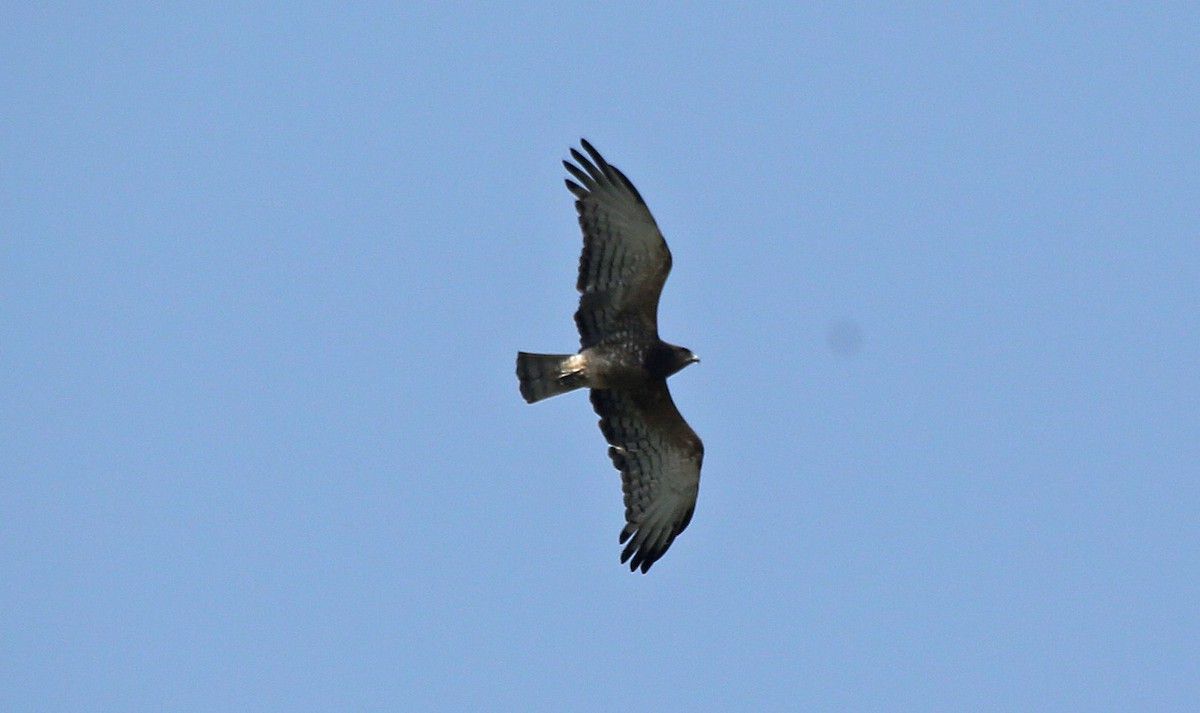 Black-chested Snake-Eagle - ML145871151