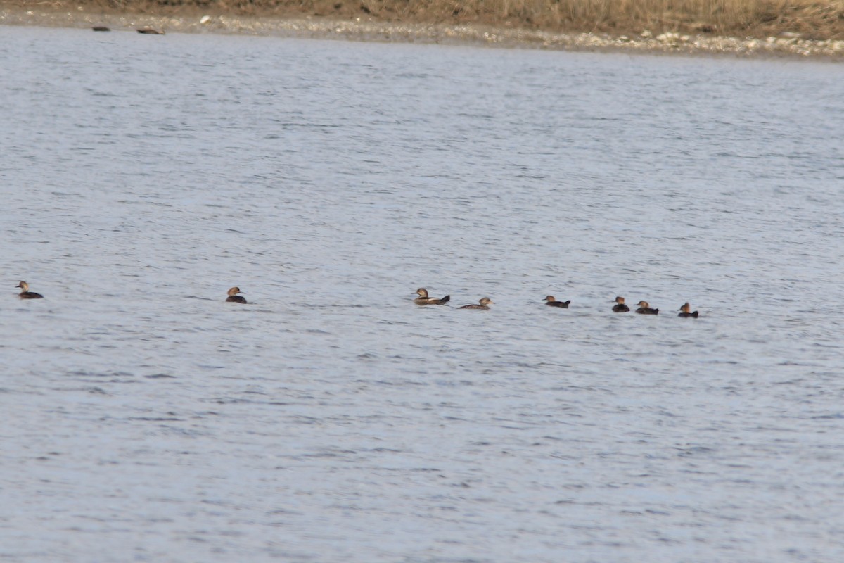 Hooded Merganser - ML145872241