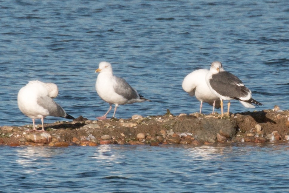 Lesser Black-backed Gull - Chris Petrizzo