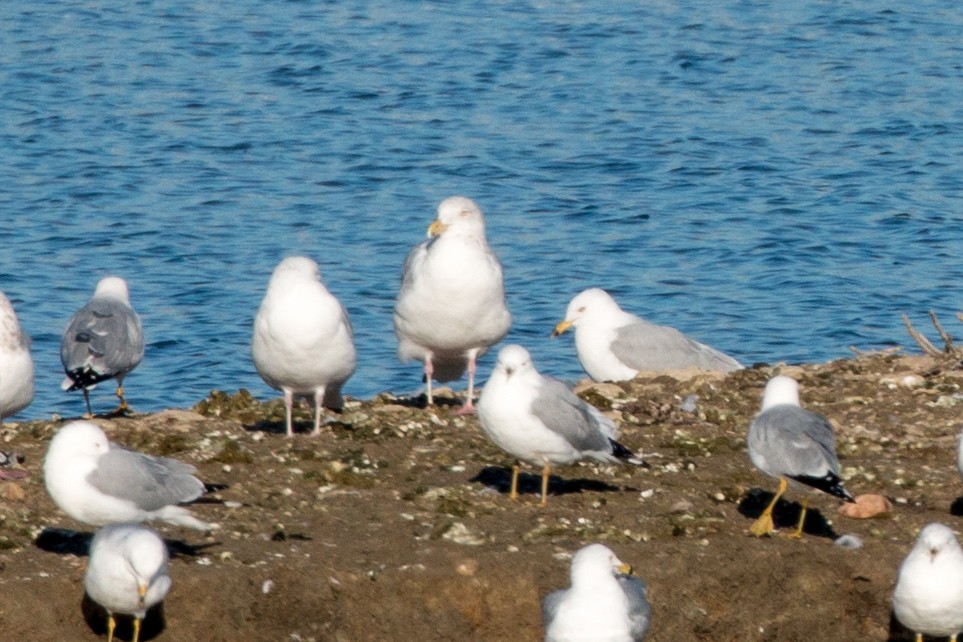 Glaucous Gull - ML145872291