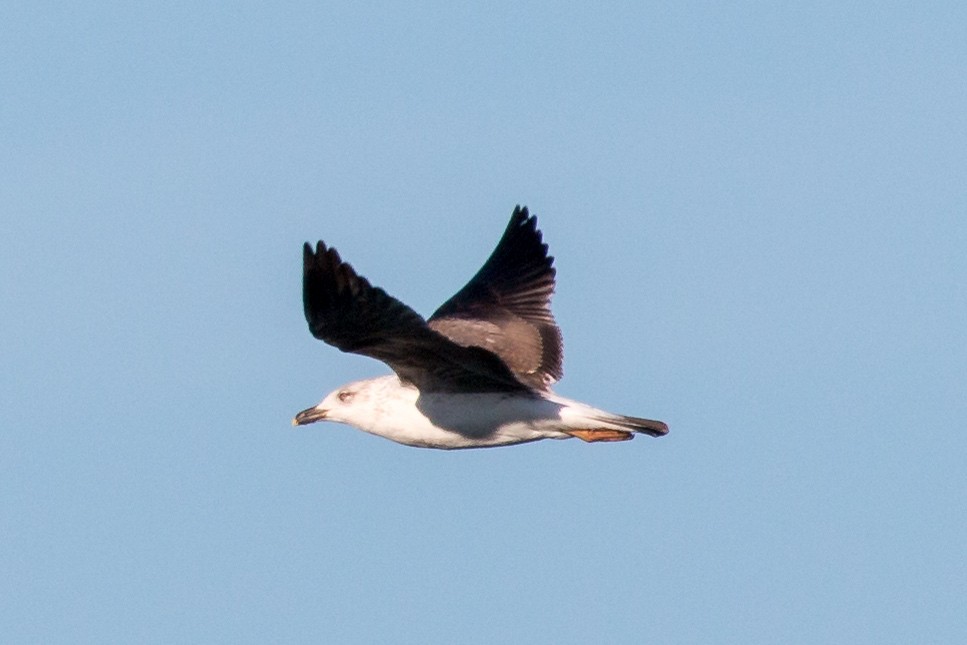 goéland ou mouette sp. - ML145872361