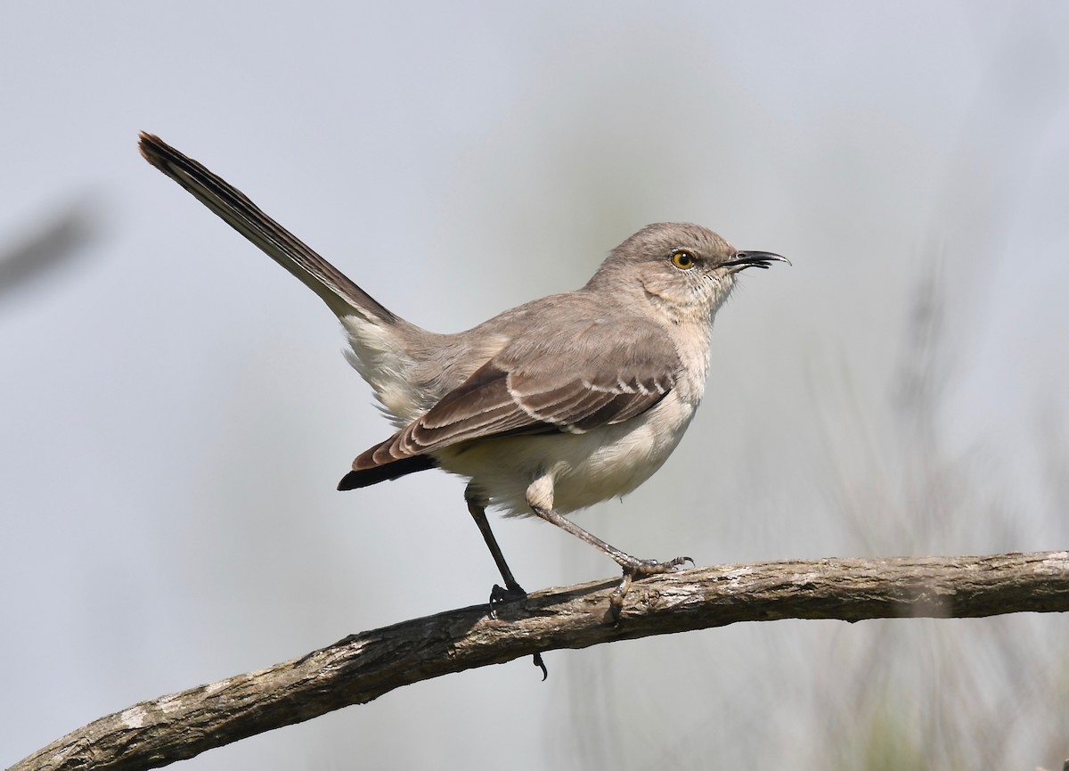 Northern Mockingbird - ML145874101