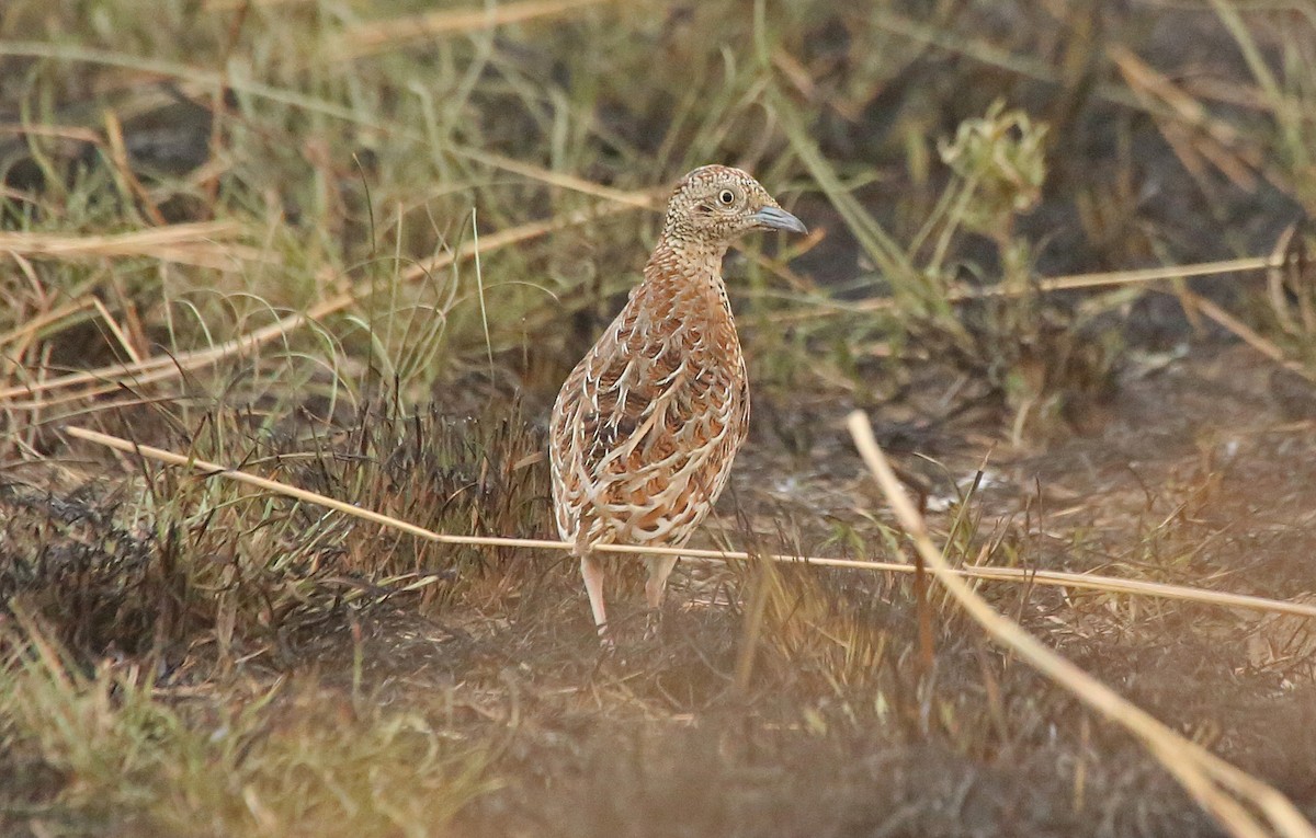 Small Buttonquail - ML145875081