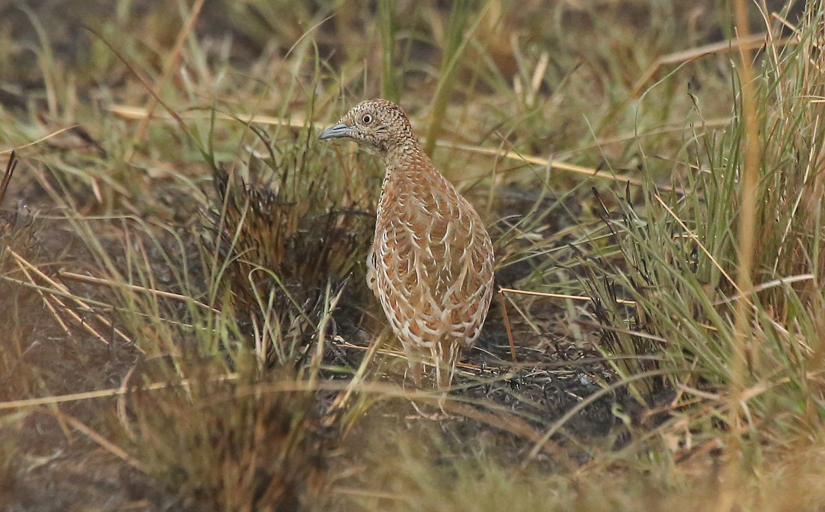 Small Buttonquail - ML145875151