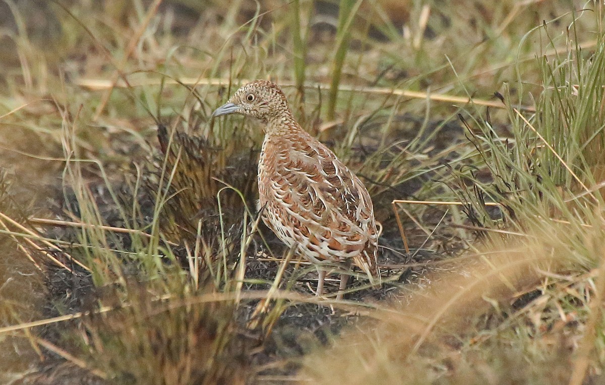 Small Buttonquail - ML145875181