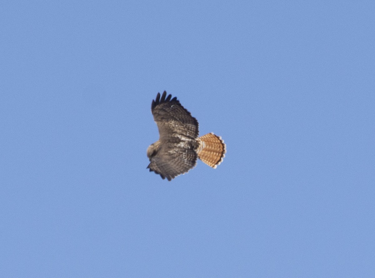 Red-tailed Hawk - ML145875371