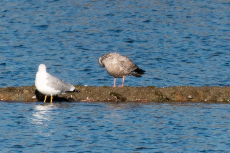 Gaviota Argéntea - ML145875381