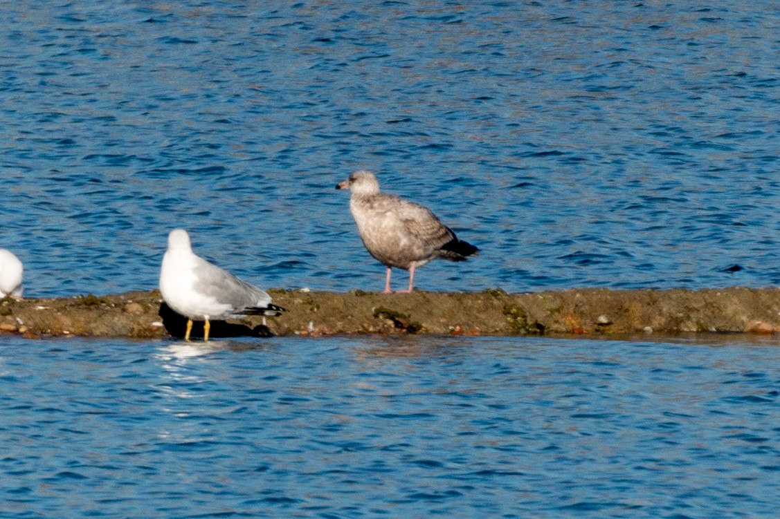 Gaviota Argéntea - ML145875401