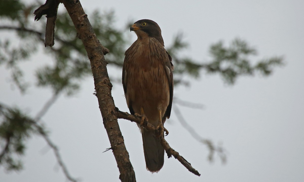 Grasshopper Buzzard - ML145875751