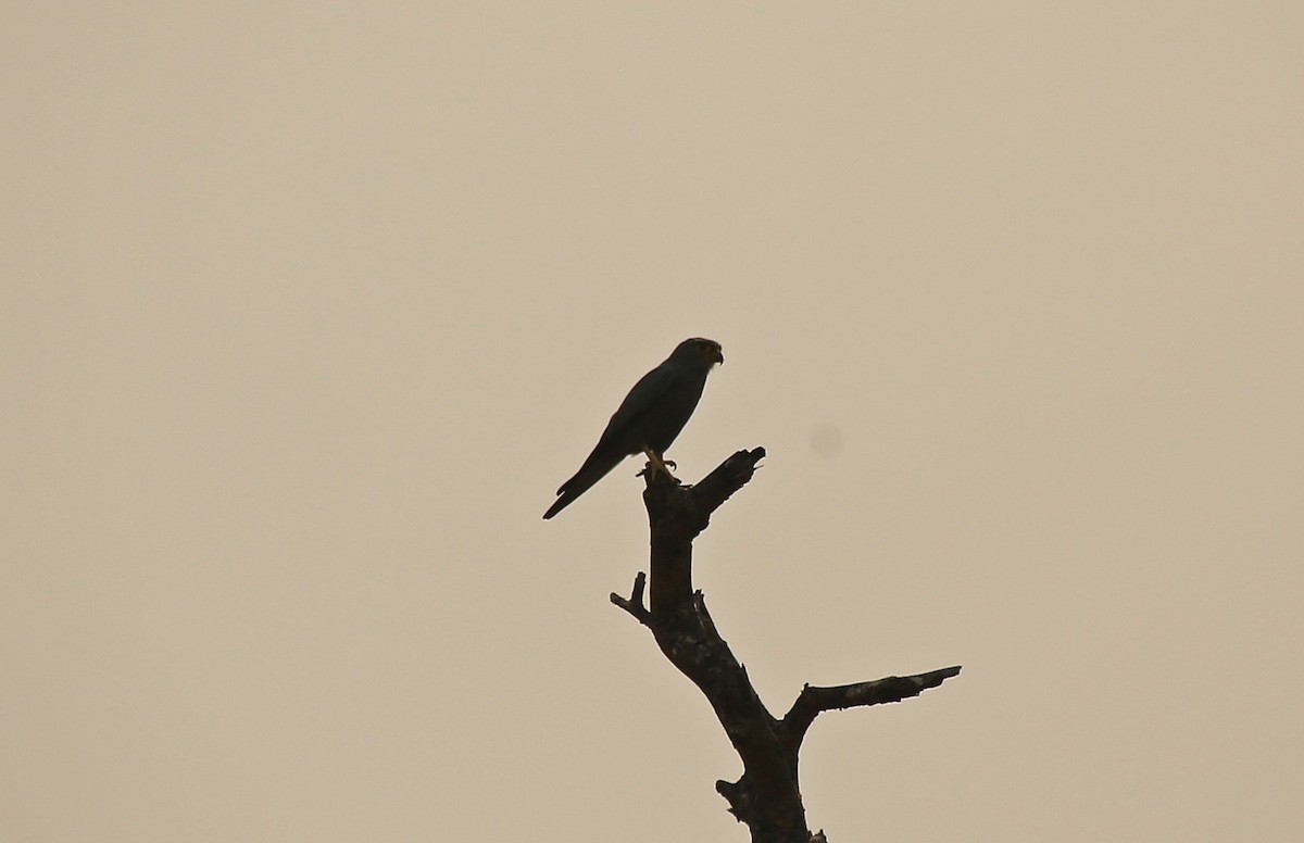 Gray Kestrel - ML145876101