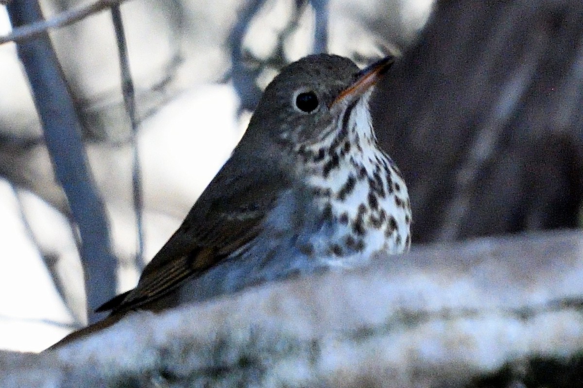 Hermit Thrush - ML145876111